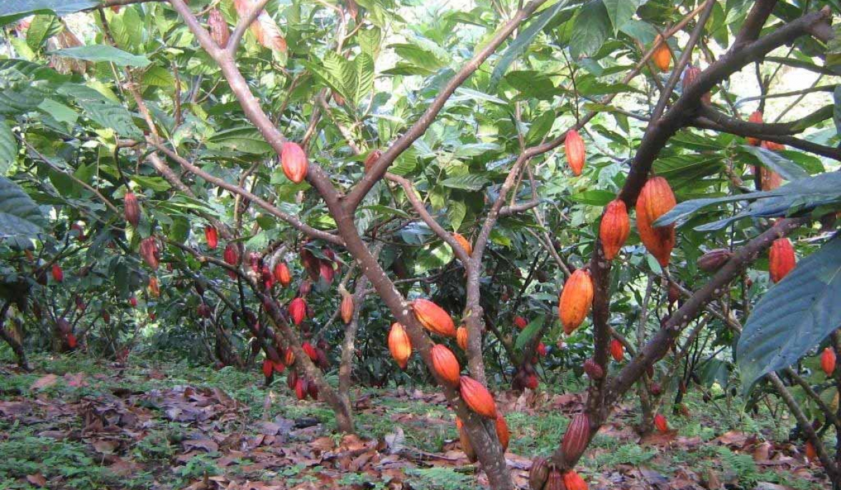 Cacao Beans - Blue Lagoon Tour at Marysol Tours