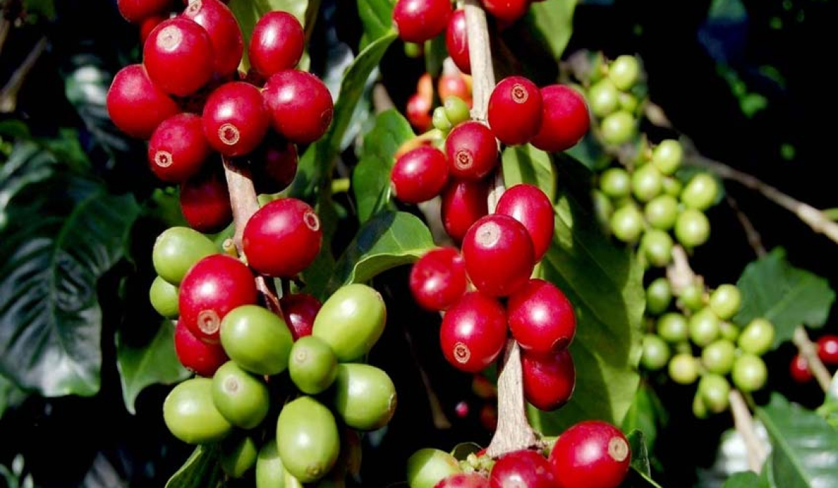 Coffee Beans - Blue Lagoon Tour at Marysol Tours