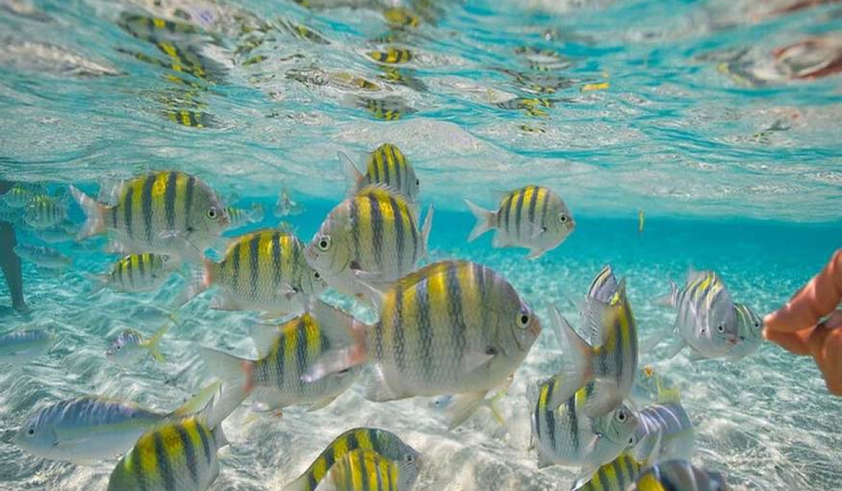 Beautiful white and yellow Fish Bank at Paradise Island shore (Cayo Levantado, Cayo Arena) - Marysol Tours