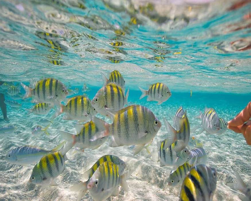 Beautiful white and yellow Fish Bank at Paradise Island shore (Cayo Levantado, Cayo Arena) - Marysol Tours