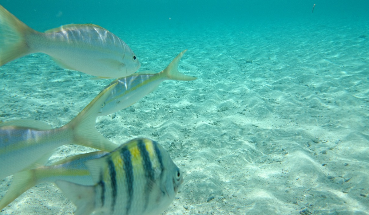 Paradise Island Beach (Cayo Levantado, Cayo Arena) - Marysol Tours
