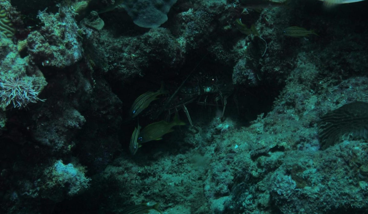 Sosua Beach Tour Snorkeling - Marysol Tours